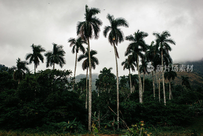 Vinales valley & las Terrazas(古巴)